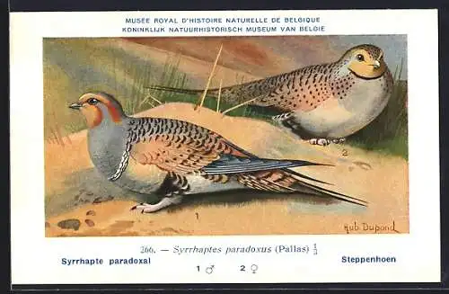 Künstler-AK Hubert Dupond: Steppenhühner im Sand