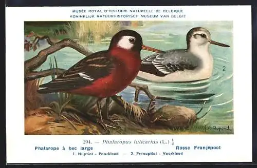 Künstler-AK Hubert Dupond: Vogel der Art Phalaropus fulicarius, Männchen und Weibchen