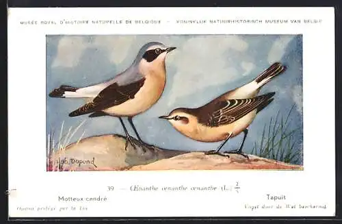 Künstler-AK Hubert Dupond: Motteux cendré, CEnanthe oenanthe oenanthe
