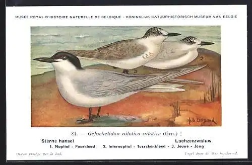 Künstler-AK Hubert Dupond: Musée Royal d'Histoire Naturelle de Belgique, Vogel-Serie: Lachzeezwaluw