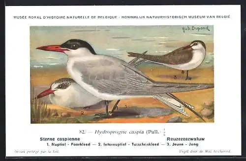 Künstler-AK Hubert Dupond: Sterne caspienne, Hydroprogne caspia, Nuptial, Internuptial, Jeune, Vögel