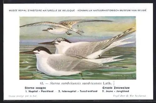 Künstler-AK Hubert Dupond: Schöne Schwalben landen im Meer