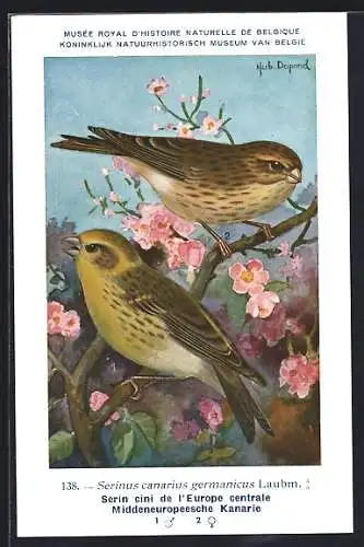 Künstler-AK Hubert Dupond: Serin cini de l`Europe centrale, Middeneuropeesche Kanarie