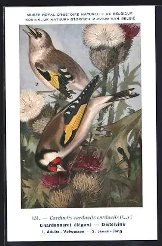 AK Stieglitze, Carduelis carduelis, zwischen Pflanzen