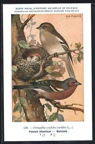 AK Buchfinke, Fringilla coelebs, vor ihrem Gelege