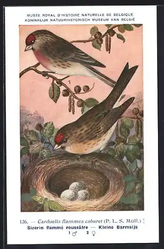 AK Birkenzeisige am Nest, Sizerin flamme roussatre, Carduelis flammea cabaret
