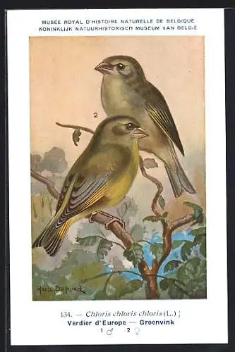 Künstler-AK Hubert Dupond: Grünfinken, Verdier d`Europe, Chloris chloris