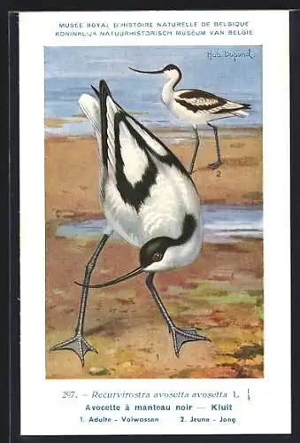 Künstler-AK Hubert Dupond: Säbelschnäbler auf Nahrungssuche