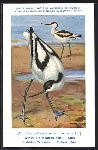 Künstler-AK Hubert Dupond: Säbelschnäbler auf Nahrungssuche