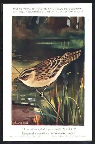 Künstler-AK Hubert Dupond: Vogel der Art Acrocephalus paludicola