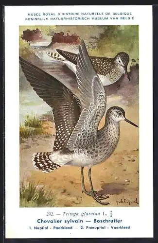 Künstler-AK Hubert Dupond: Bruchwasserläufer, Tringa glareola, an einem Bachlauf