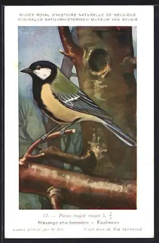 AK Kohlmeise auf einem Baum