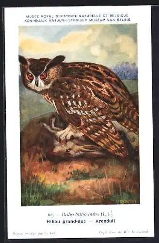 Künstler-AK Hubert Dupond: Bubo bubo bubo, Uhu