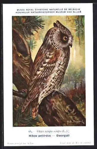 Künstler-AK Hubert Dupond: Hibou petit-duc, Dwerguil, Eule