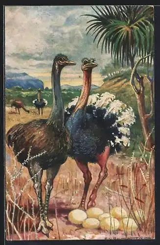 Künstler-AK sign.: Baumgarten: Strausse in Südwestafrika am Nest