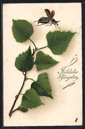 AK Die besten Pfingstgrüsse, Maikäfer landet auf einem Birkenblatt