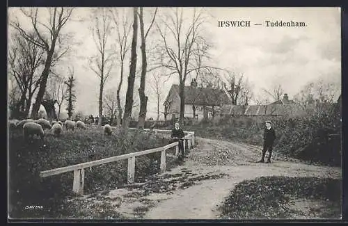 AK Ipswich, Tuddenham, Sheep on the Roadside