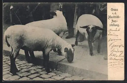 AK Berlin, Mastvieh-Ausstellung, Geschorene Schafe