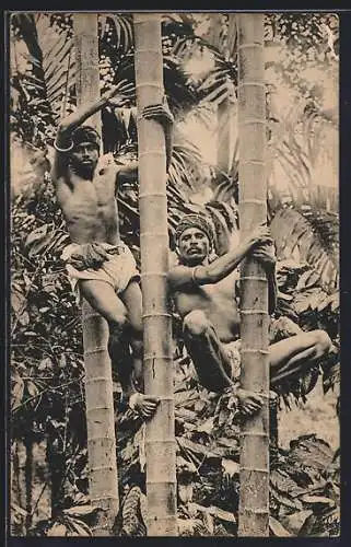 AK Tree Climbers, Inder