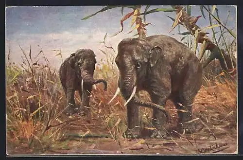 Künstler-AK Johan Georg Gerstenhauer: Elefanten in der Savanne
