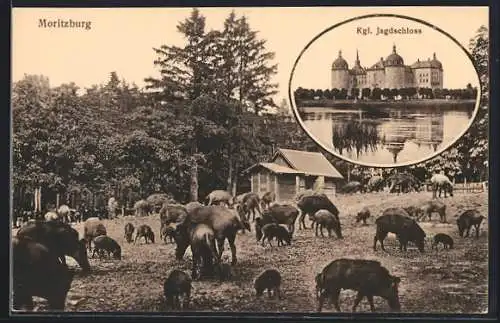 AK Moritzburg / Meissen, Kgl. Jagdschloss und Wildschweine in einem Gehege