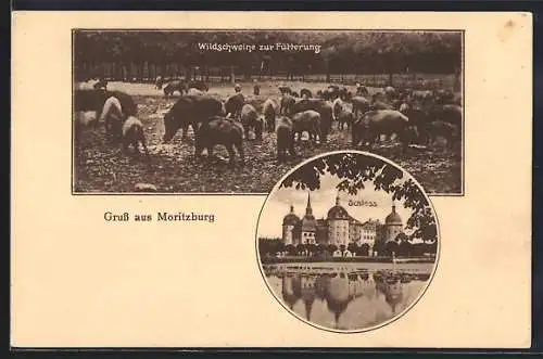 AK Moritzburg / Meissen, Schloss, Wildschweine zur Fütterung