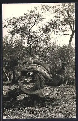 AK Knorriger Olivenbaum auf Mallorca