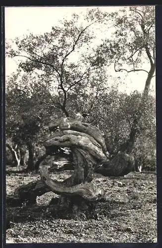 AK Knorriger Olivenbaum auf Mallorca