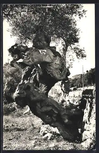 AK Mallorca, Olivo Milenario