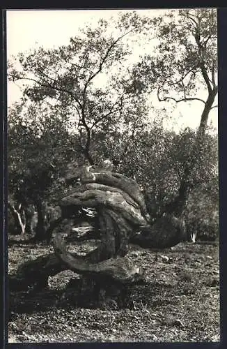 AK Knorriger Olivenbaum auf Mallorca