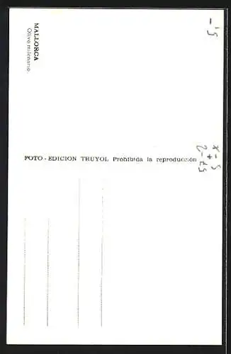 AK Knorriger Olivenbaum auf Mallorca