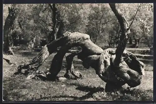 AK Mallorca, Olivo Milenario, Baum