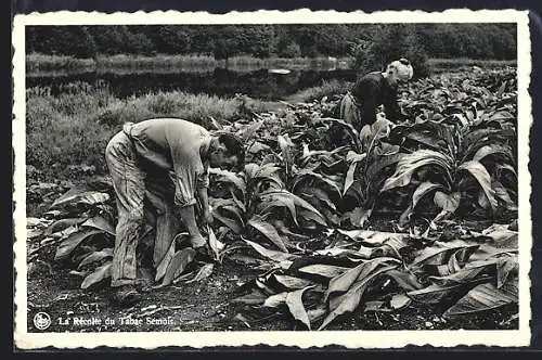 AK Herbeumont s. Semois, La Recolte du Tabac Semois