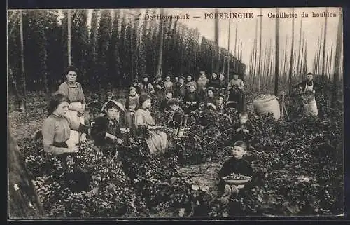 AK Poperinghe, Ceuillette du houblon