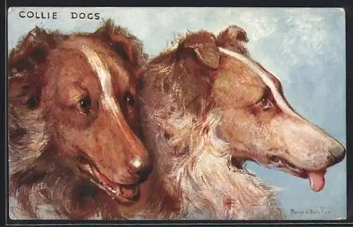 AK Collie Dogs, Zwei aneinandergeschmiegte Collies