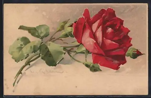 Künstler-AK Catharina Klein: Rote Rose mit Zweigen und Knospen