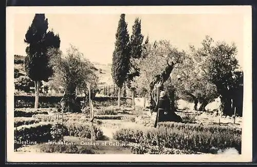 AK Jerusalem, Garden of Gethsemane