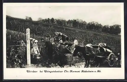 AK Rüdesheim am Rhein, Weinlese auf dem Weingut Hermani