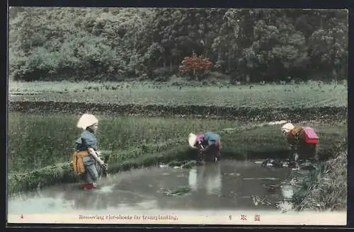 AK Removing rice-shoots for transplanting, Japanische Frauen beim Reisanbau
