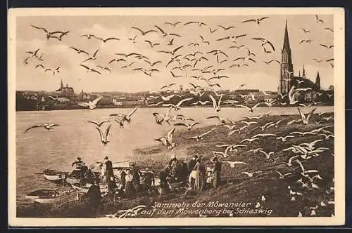 AK Schleswig, Sammeln der Möweneier auf dem Möwenberg
