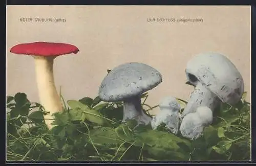 AK Seltsame Pilze wachsen aus dem Boden