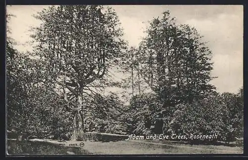 AK Roseneath, Adam and Eve Trees