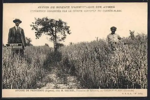 AK Daurel, Affets du Sulfate d`Ammoniaque sur Avoine