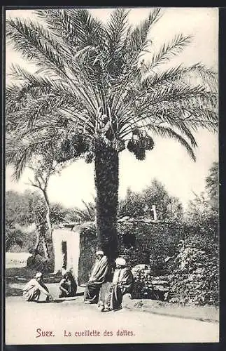 AK Suez, La cueillette des dattes