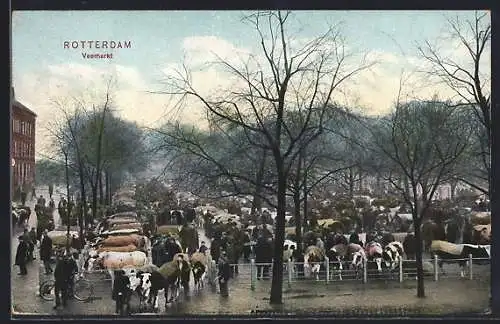 AK Rotterdam, Veemarkt, Partie vom Viehmarkt
