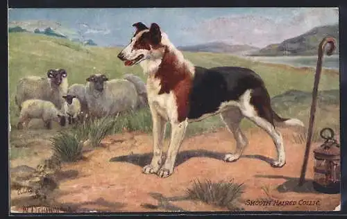 AK Scotch Haired Collie mit Schafen