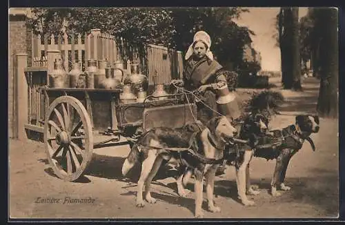 AK Laitiere Flamande, Hunde ziehen einen Milchwagen