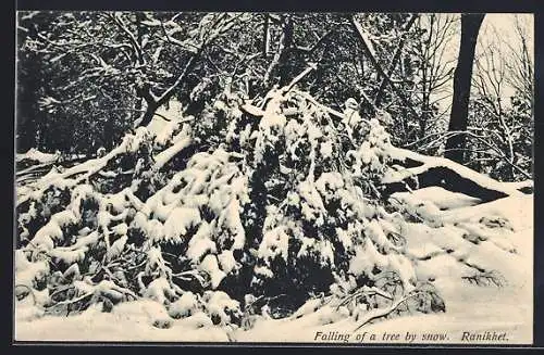 AK Ranikhet, Falling of a tree by snow