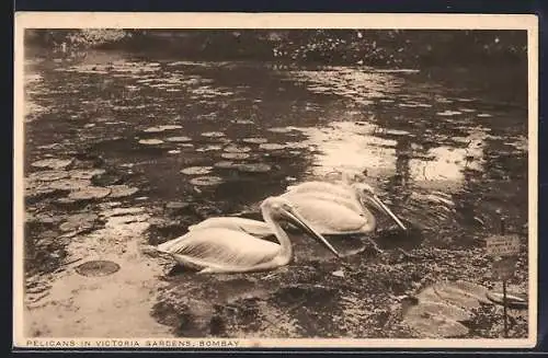 AK Bombay, Pelicans in Victoria Gardens