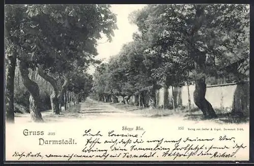 AK Darmstadt, Partie in der Scheppe Allee